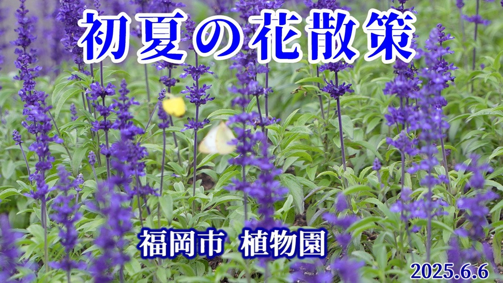 初夏の花散策 福岡市植物園